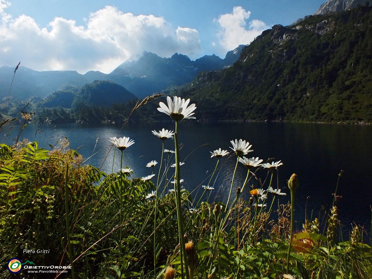 05 splendide margherite sullo sfondo del lago e del Madonnino....JPG
